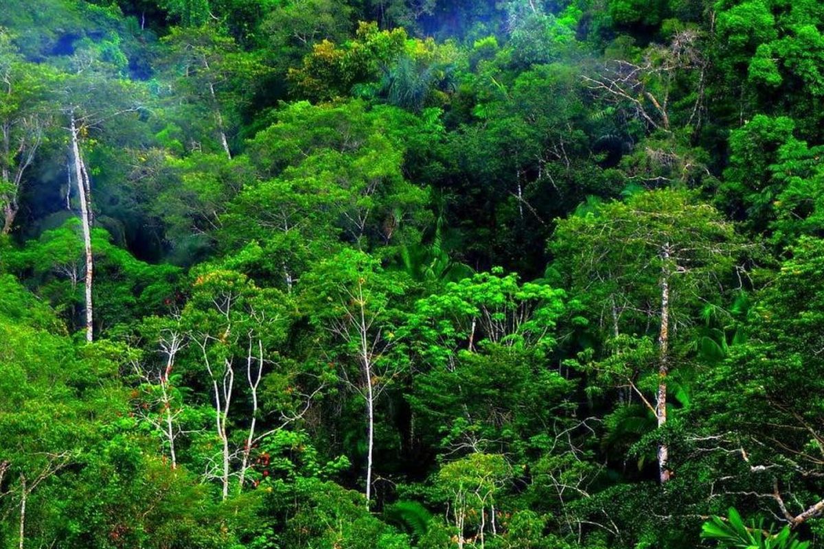 Meskipun Melambat, Deforestasi Global Tetap Menjadi Ancaman Serius, Ungkap Laporan Komprehensif FAO
